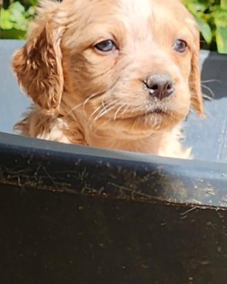 Cuccioli Epagneul Breton disponibili