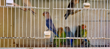 Inseparabili roseicollis mutazioni selezionate