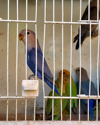 Inseparabili roseicollis mutazioni selezionate