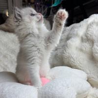 Ragdoll cuccioli