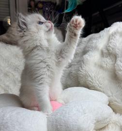 Ragdoll cuccioli