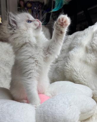 Ragdoll cuccioli