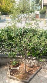 Albero ulivo in vaso alta 2,5 mt