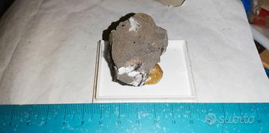 Minerale da collezione: Whewelite Blenda