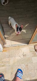 Bulldog francese