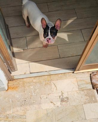 Bulldog francese
