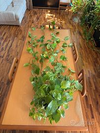 Pothos 3,25 metri – 14 steli, pianta da interno 🌿