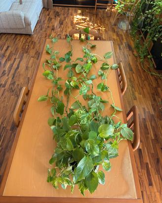 Pothos 3,25 metri – 14 steli, pianta da interno 🌿
