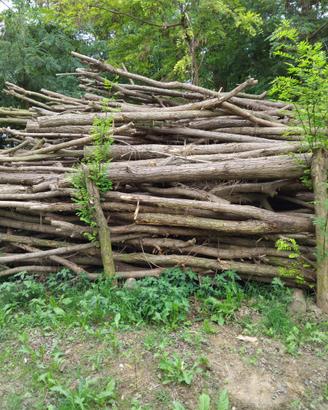 Legna in tronco