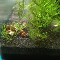 Planorbarius Physia lumache acquario