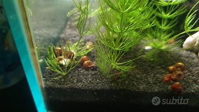 Planorbarius Physia lumache acquario