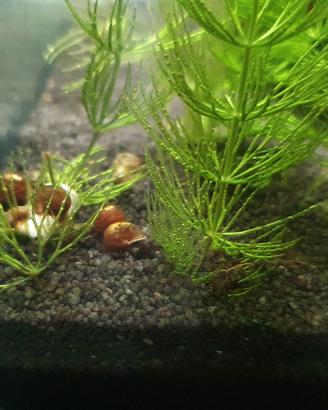 Planorbarius Physia lumache acquario