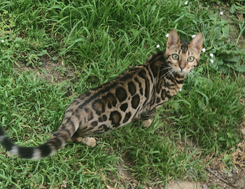 Gatto Bengala femmina