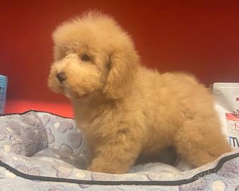 Cuccioli di barboncini