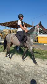 Cavallo