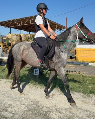 Cavallo