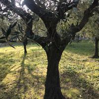 Piante di Olivo