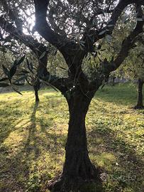 Piante di Olivo