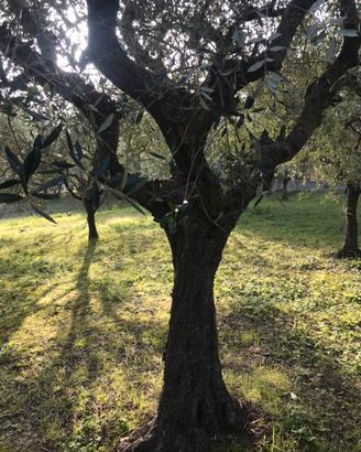 Piante di Olivo
