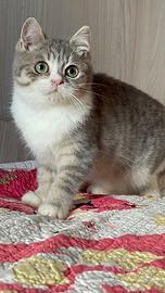 Gattini Scottish straight