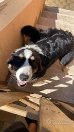 Pastore australiano maschio