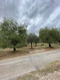 Terreno con Uliveto a Tecchiena - Alatri