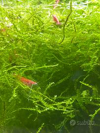 Neocaridine red cherry