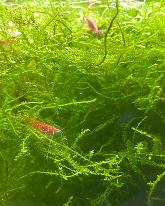 Neocaridine red cherry