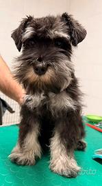 Cucciolo schnauzer nano nero argento