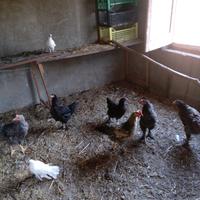 Galline/ galli e pulcini riverse razze e età