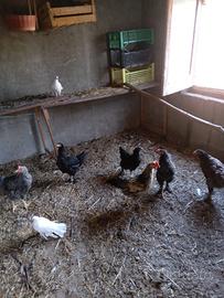 Galline/ galli e pulcini riverse razze e età