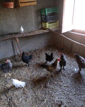 Galline/ galli e pulcini riverse razze e età