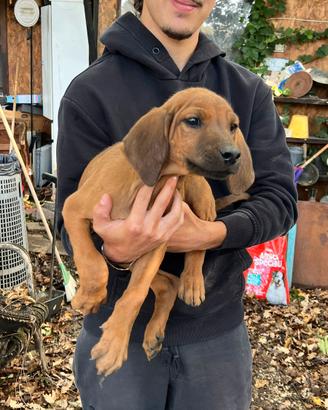 Rhodesian Ridgeback