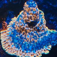 Corallo Montipora rara