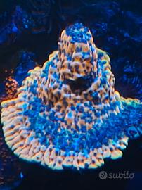 Corallo Montipora rara