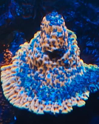 Corallo Montipora rara