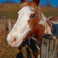 Paint horse femmina