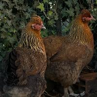 Galline ovaiole