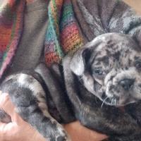 Cuccioli french bull da prenotare solo 500
