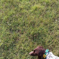 Setter inglese femmina
