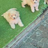 Maltipoo mini small