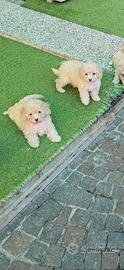 Maltipoo mini small