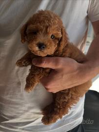BARBONCINI TOY CUCCIOLI - BARBONCINO puppy
