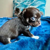 Chihuahua cioccolato occhi verdi femminuccia