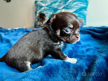 Chihuahua cioccolato occhi verdi femminuccia