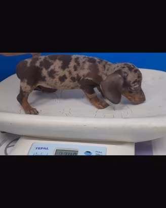 Disponibile cucciola di bassotto arlecchino