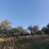 ? Uliveto Produttivo 4.000 mq - Località Peticate