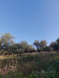 ? Uliveto Produttivo 4.000 mq - Località Peticate