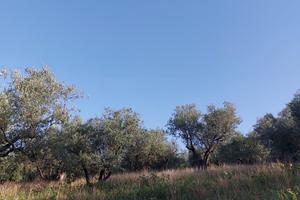 ? Uliveto Produttivo 4.000 mq - Località Peticate