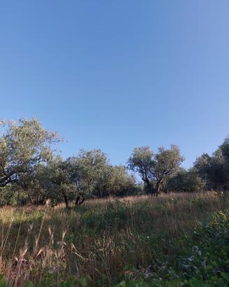 ? Uliveto Produttivo 4.000 mq - Località Peticate